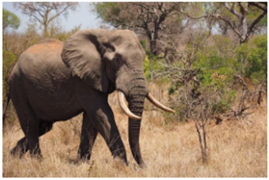 Elephants Africa